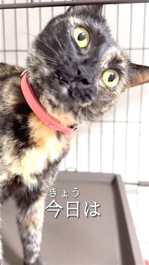 【マーキング】縄張り意識が高すぎるネコを多頭飼いした結果がこちらです。It's my territory【ねこ Cat さびねこ】