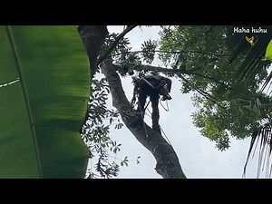 “Watch This Tree Fall in the Most Unexpected Way!”