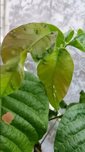 Growing Santol (Cotton Fruit) in a Container: A Complete Guide