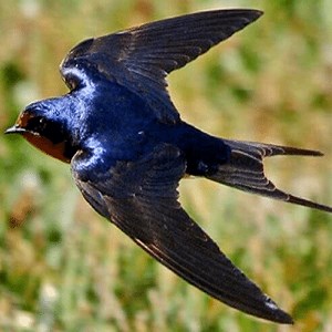 Swallow Lifestyle: Behavior and More ▷➡️ Postposmo