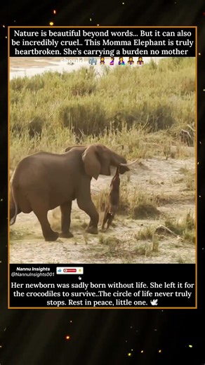 MOMMA ELEPHANT HAD TO DO THE UNTHINKABLE 🐘💔 (Wait for it) #MustWatch #Motherhood #NatureIsCruel