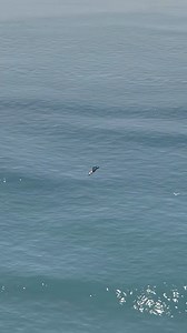 Plane Loses Control and the Pilot Bails Out #airplane #short #flying #airporttransfers | Airplane Takeoff & Landing Smoothly