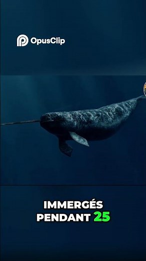 Le Narval: Mystère des Mammifères Marins Plongeurs Records Incroyables !