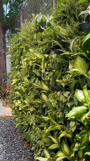 29 reactions · 3 comments | Vertical gardens: The eco-friendly way to uplift your space! ✨ #GreenElevation #Potsforplantsph #Potsforplants #plantsph #verticalgarden #livingwall #verticalgardens | Pots for Plants | Facebook