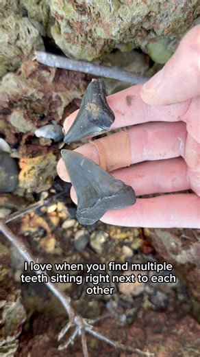 Discovering a fossil shark tooth in a hidden cave!
