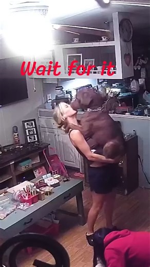 FUNNY Dog Fails Caught On Camera! (Part 2)