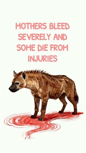 Spotted Hyena Birth Kills 60% of Firstborn Cubs