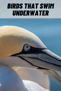 17 Birds That Swim Underwater (Swimming Birds) (2026)