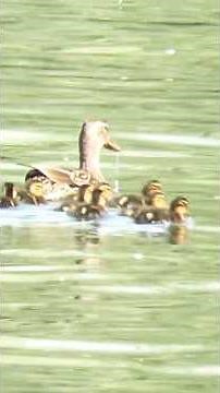 Anatra e i suoi Teneri Amori: Fila Indiana sull’Acqua. #shortvideo #nature #anatra.