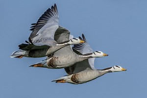 Birds of the World: Amazing Migrations | Bird Academy • The Cornell Lab