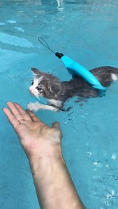 14M views · 578K reactions | Kitten school — emergency preparedness | Bordernerd | Facebook