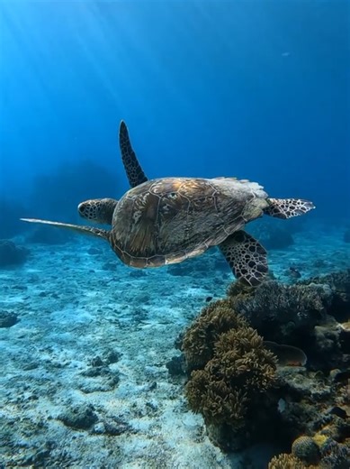 Como as tartarugas conseguem respirar debaixo da água? 🐢😱 #curiosidades #tartaruga #mundoanimal #vocesabia #fyp