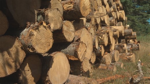 Clear cutting has gone too far in Hunters Mountain: activists