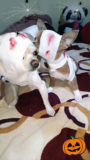 Funny Chihuahua Halloween Videos 🎃🐶😂