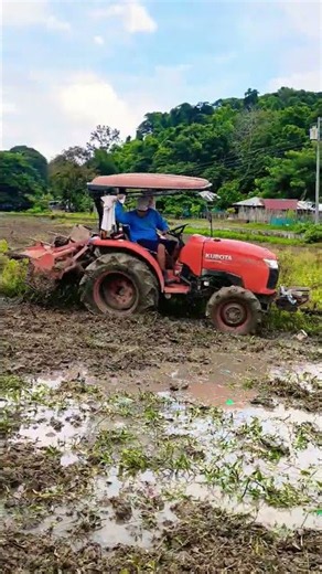 The tractor reverse drive in the rice field #youtubeshorts #farming #youtubevloggers #farmlife