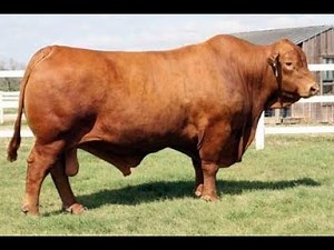 CIRI CIRI DAN KEUNGGULAN SAPI lIMUSIN