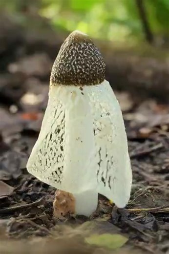 15 reactions · 4 comments | Ha Lee on Reels | Facebook