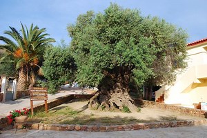 AMAZING ! THE WORLD'S OLDEST OLIVE TREE IN CRETE !!