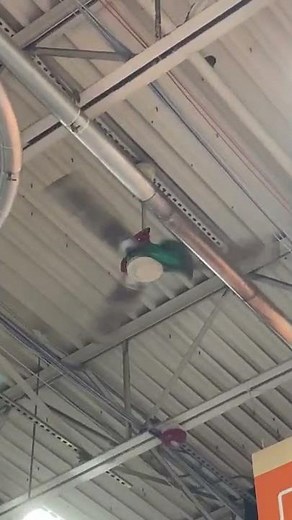 Balloons Stuck in the Fan