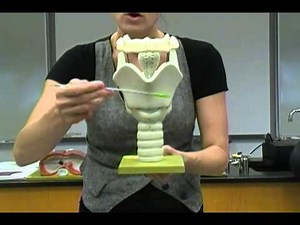 Anatomy and Physiology Lab: Respiratory System Part 1