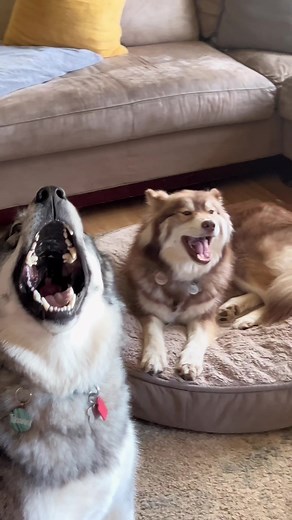 Dramatic Husky Howling and Siren Sounds Compilation