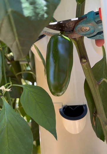 How to Pickle Jalapeños for Lasting Flavor