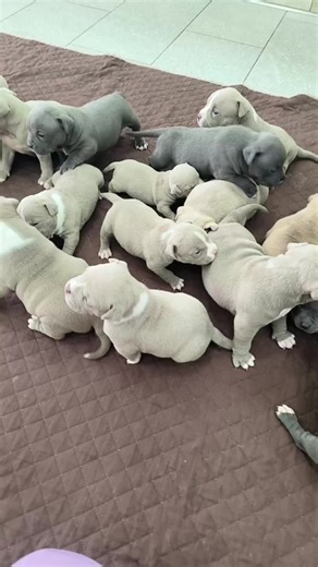 puppy love ❤️❤️❤️ | Gavrilescu Big Dogs Romania