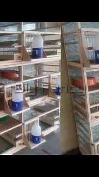New wood cage design breeding pigeons - outdoor cage designs / pigeon coops | bird's nest boxs |