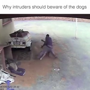 Caption: Why intruders should beware of the dogs Credit: ViralHog | LOLKidz