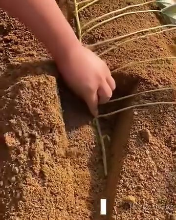 4.1M views · 8.3K reactions | The Best Gardening Tools ‍ | Creative Bee | Facebook