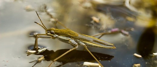 Pond Skater