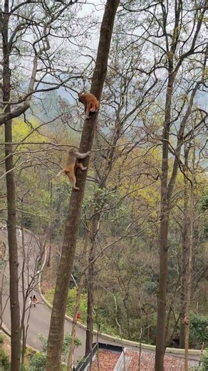 How High Monkey Can Climb A Tree? #monkeyclimb