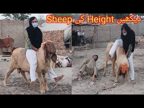 Big Sheep Full Weight Riding ll Long Duration Sheep Riding ll Rj imrana