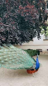 Le paon ouvre sa queue et commence à crier fort