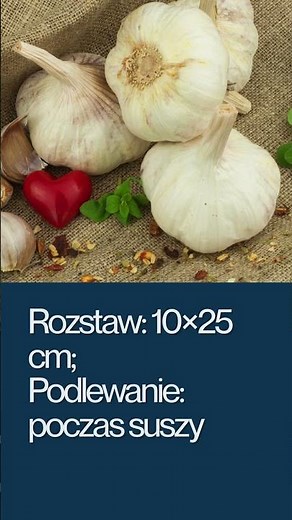 Uprawa czosnku. Jak uprawiać czosnek?
