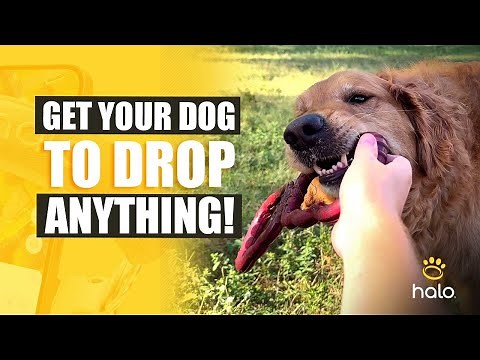 Teach Your Dog Drop It Like a PRO! Essential Dog Training Tips Inside
