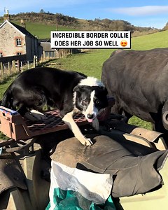 Incredible border collie dog does her job so well 😍 | Sean The Sheepman