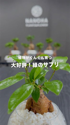 コレで観葉植物が超元気 #観葉植物