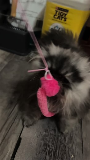 Engaging Cat Toy Review: A Must-Have for Cat Lovers!
