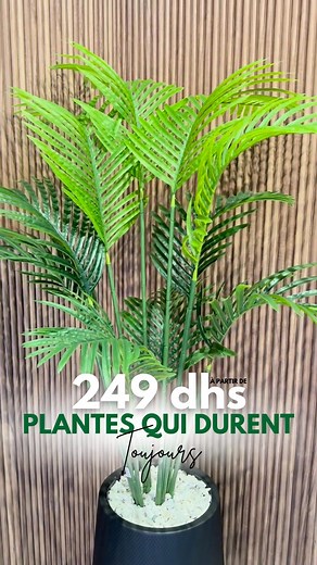 Transformez chaque espace avec nos plantes ultra-réalistes 🌿 À partir de 249 DH seulement. Bureau, salon, terrasse… c’est vous qui choisissez ! https://elgourchshop.ma/collections/plantes-artificielles | ElGourch Shop