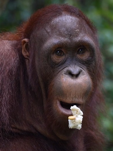 That sound is called a kiss squeak, a natural orangutan vocalization used to communicate across the rainforest. Orangutans may use kiss squeaks to alert others to potential danger, respond to something unfamiliar, or simply assert their space. Our partners at YIARI help orangutans like Rahman explore these natural behaviors by incorporating elements of their forest environment into rehabilitation. Every skill he develops will serve him well when he is finally ready to return to the wild! #orangu