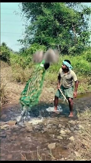 Hunter Tries to Catch the Peacock — Unbelievable Wildlife Moment#wildlife #viralvideo