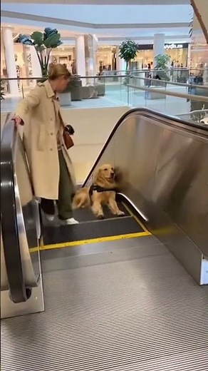 The Escalator Panic Stop