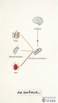 Convergence Neuronale : la cause d'une douleur chronique est rarement l'endroit qui fait mal...