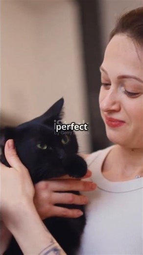 Why Do Cats SUDDENLY Freeze and Stare at Nothing?