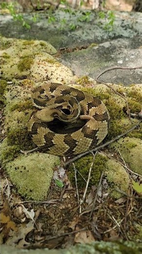 RATTLESNAKE!