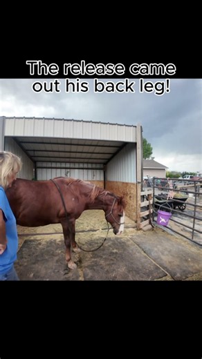 What Caused This? 😳🐴 The Sweetest Ending Ever