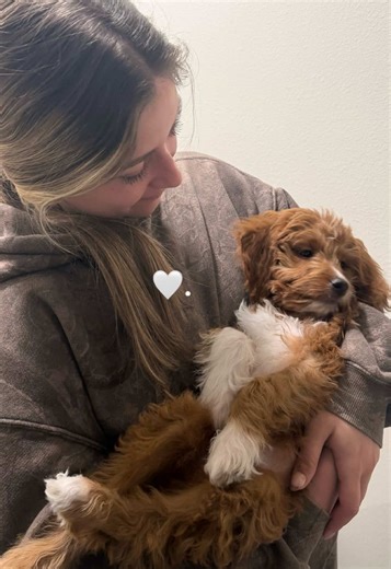 #minigoldendoodle #boydog #puppy #newpuppy #dog