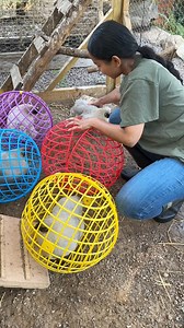Chicken Lover 🏡❤️🐓🥚🥰 #ไก่ไข่ #หยองอัน #ChickenLover | Nadtawan Amphoothorn