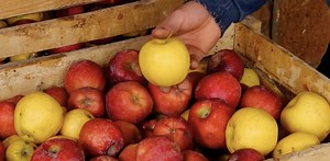 22M views · 61K reactions | Mouthwatering apple liqueur from Grandma's family recipe | Wood Mood | Facebook